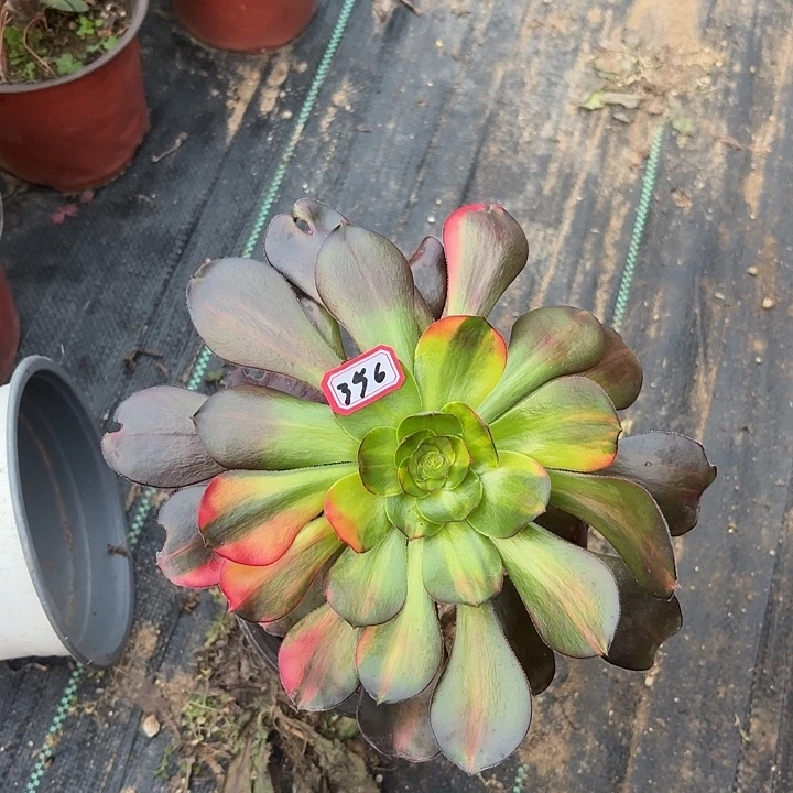 子***歌巫毒七彩单头356多肉