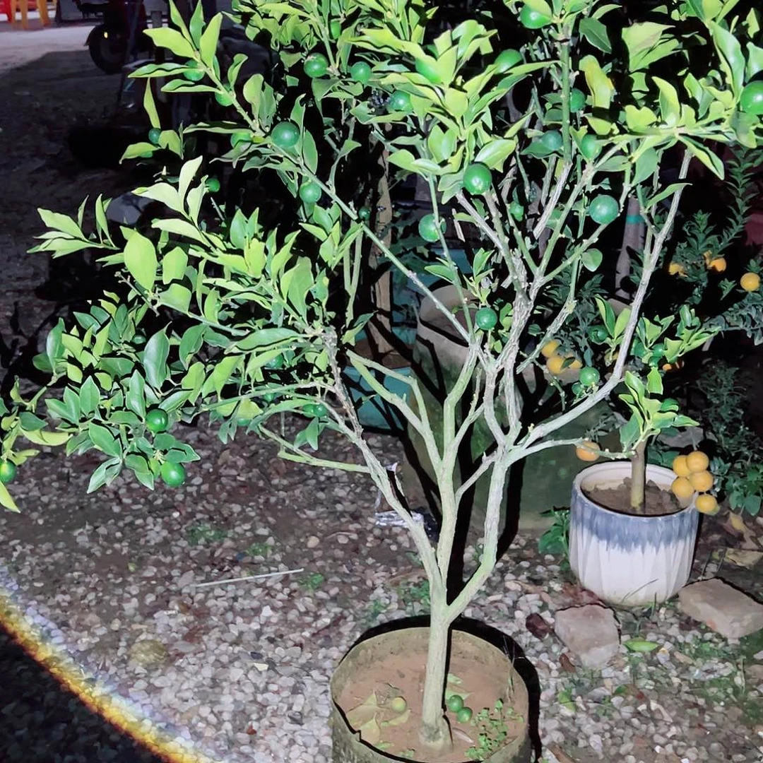 M***e完全开放2222222222222