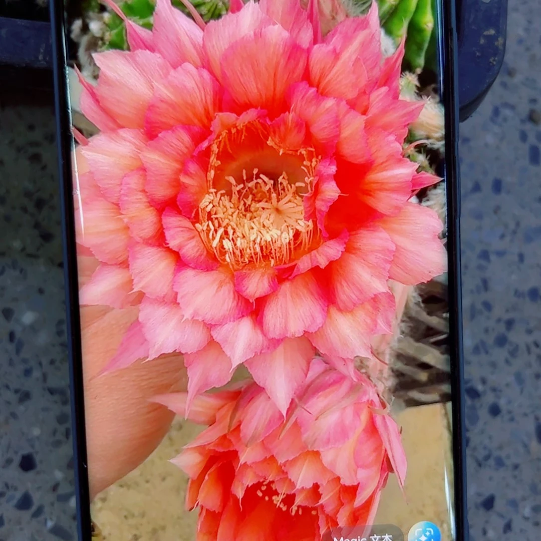 下41彩草110 歪无根侧芽4公分左右20包邮