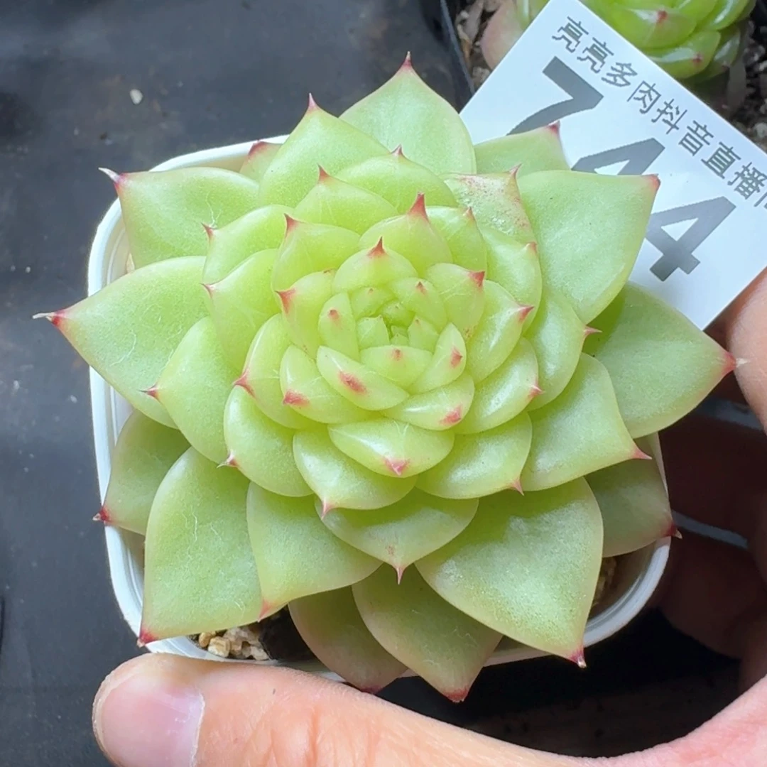 杜若珍妮         多肉植物