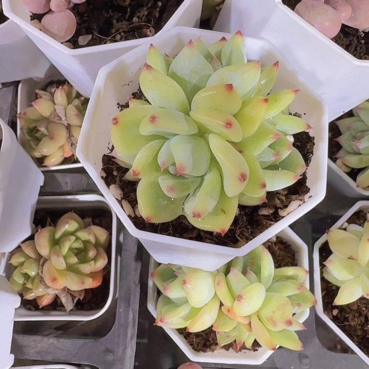 精品白蜡塘两颗一组