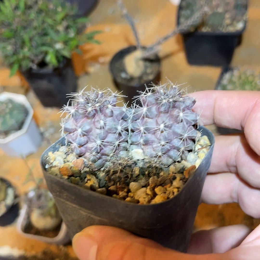 双头紫皮仙人球一物一拍