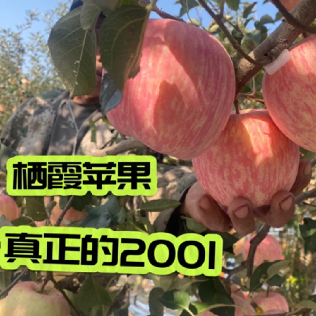 山东烟台栖霞精品条纹2001红富士苹果脆甜多汁霜降采摘