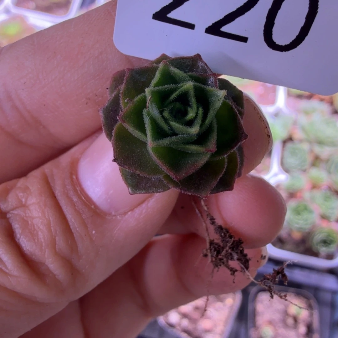 本***色山地玫瑰。  220多肉