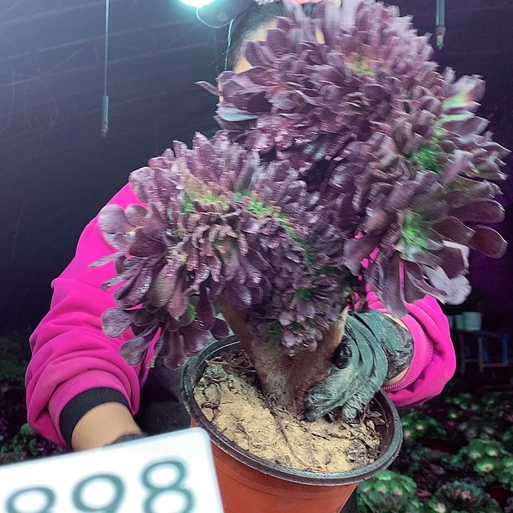 柒柒精品多肉脱土发货不包断侧枝898