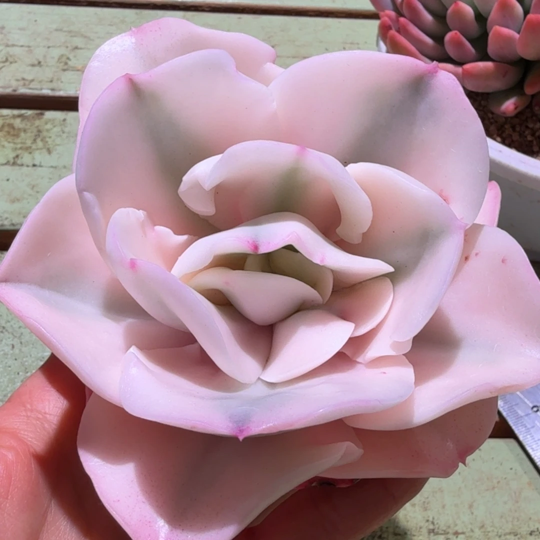 大河之舞锦单头包嫁接