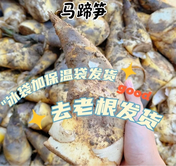 福建南浦现挖新鲜马蹄笋绿笋带壳脆嫩甜笋蔬菜当季