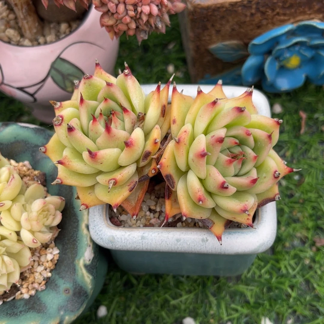 多肉植物一物一拍有砍