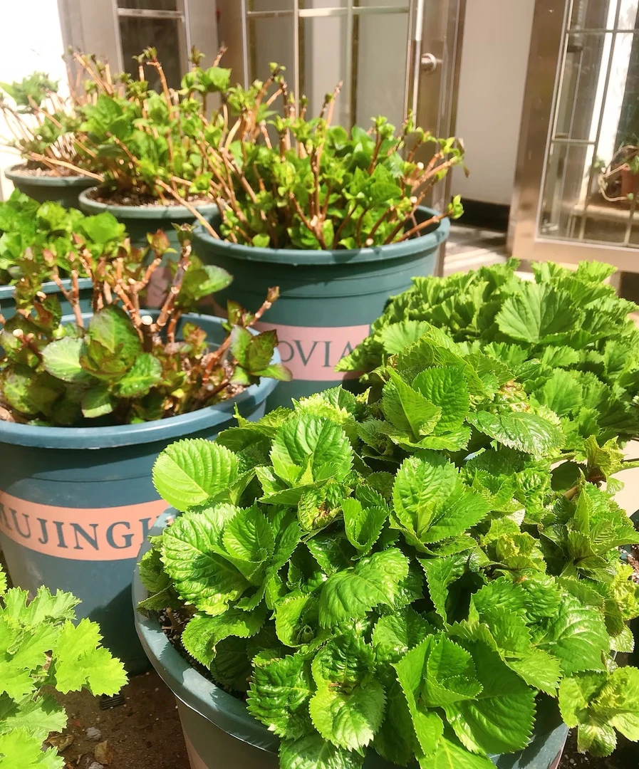 绣球盆栽盲盒 （1.5加仑到2加仑）