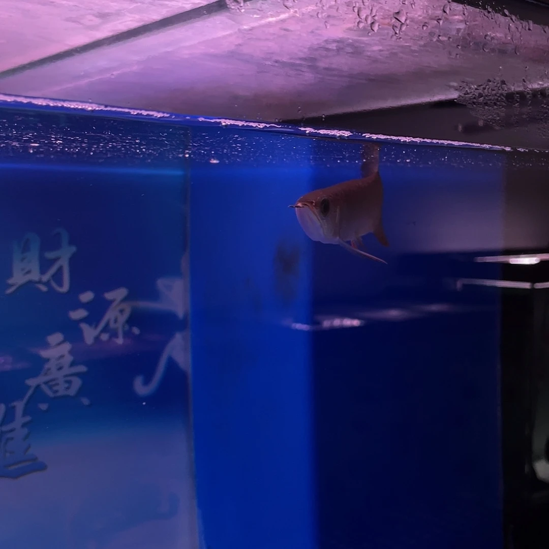 冰***王海水鱼12344444444444