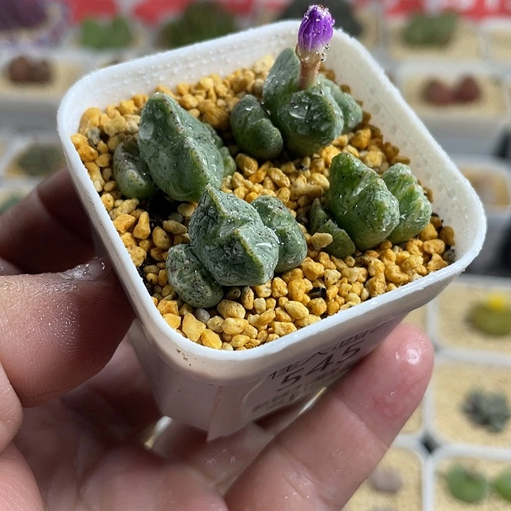 佳人园艺多肉生石花紫式部545