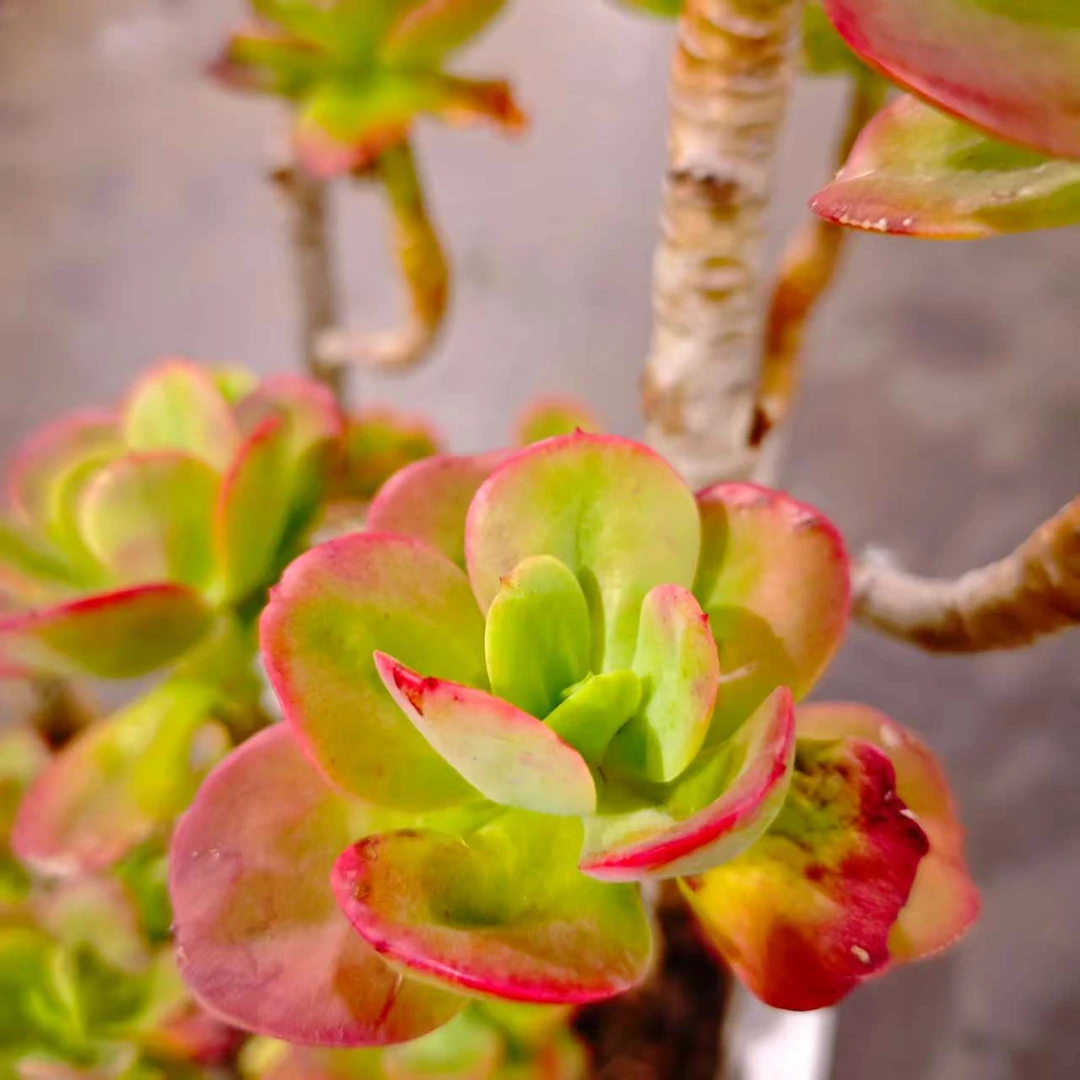 高桩红梅230#HY 精品多肉 好看好养新手闭眼入 一单也包邮