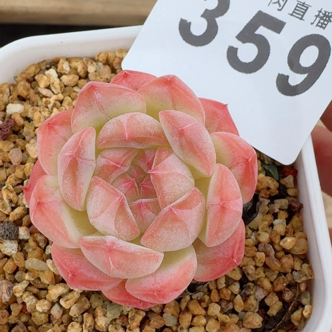 美心          下播福利快捡漏哦