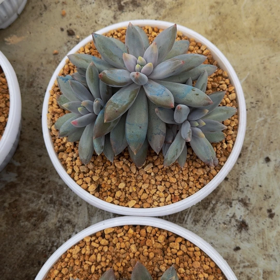 焦糖体 哥特 3头 一物一拍