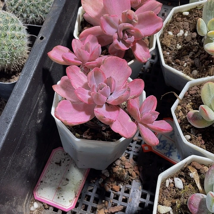 彩虹糖锦带哦土发货