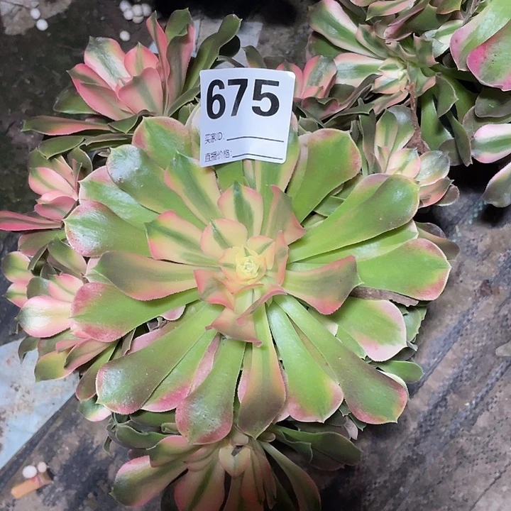 675香妃法师2-11花