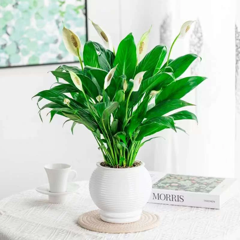 一帆风顺白掌盆栽室内绿植红掌花卉水培植物四季易活吸除甲醛好养