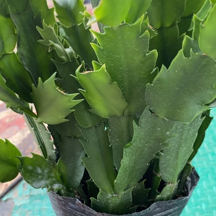 当前无花栽培后可以开花790自根泽娜
