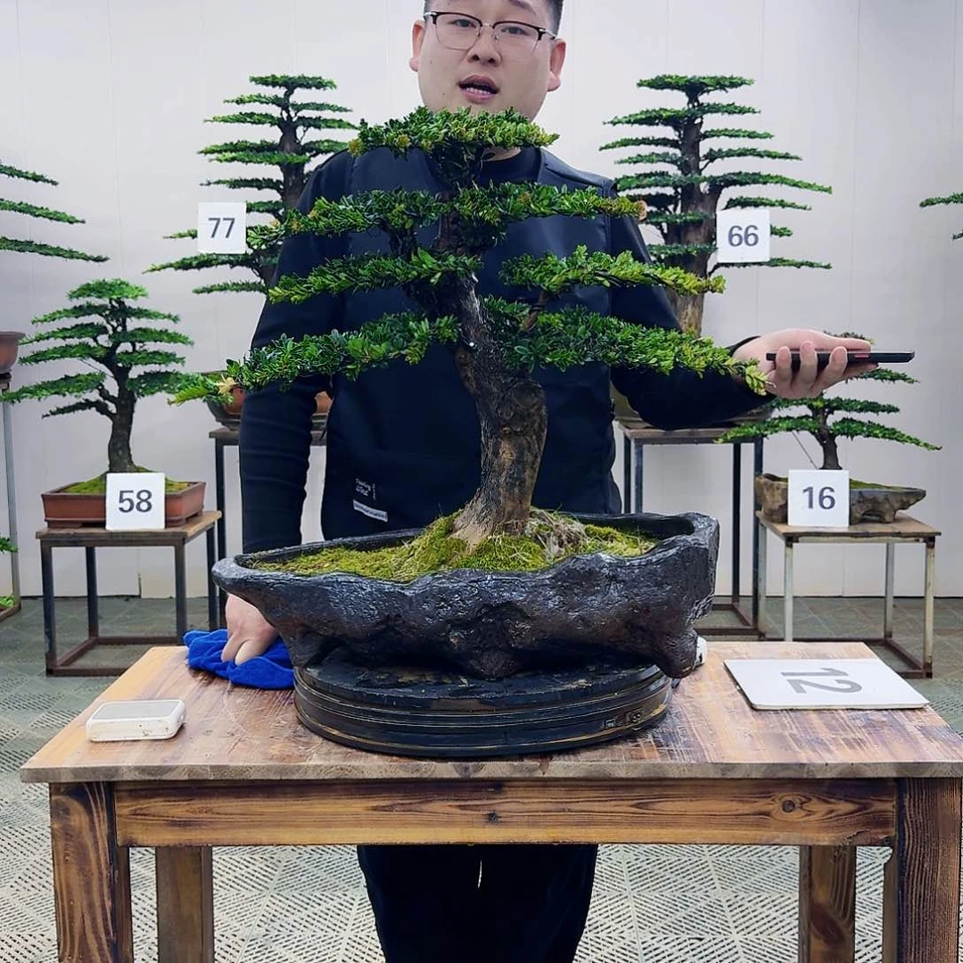 盆景罗汉松造型盆景