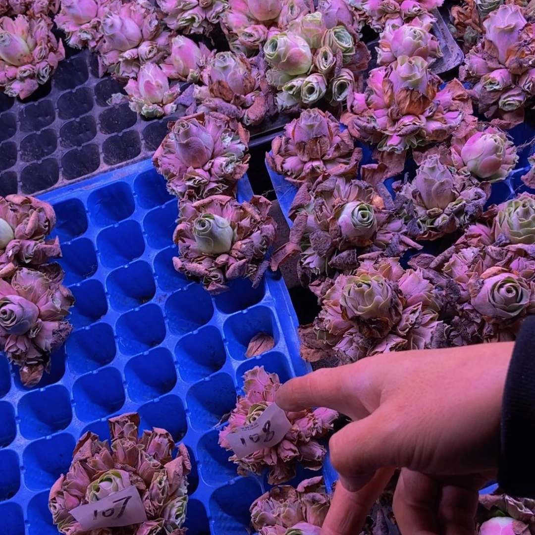 快****山地玫瑰多肉植物花卉108