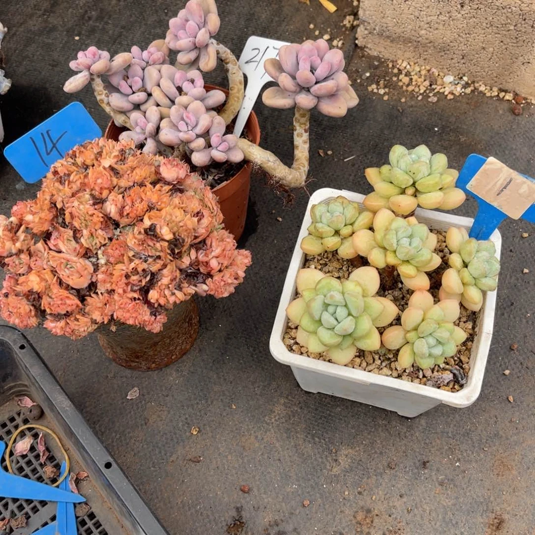 阳****！001泡泡糖多肉植物