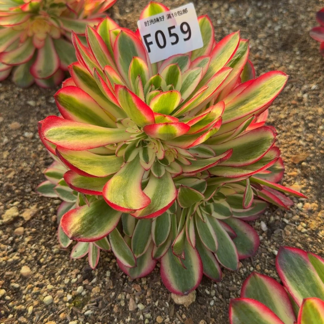 059荔枝。多肉植物