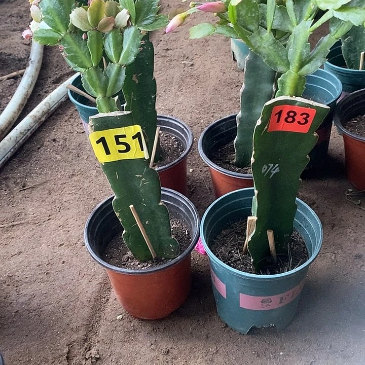 无花朵孔***。060/151号074/183号