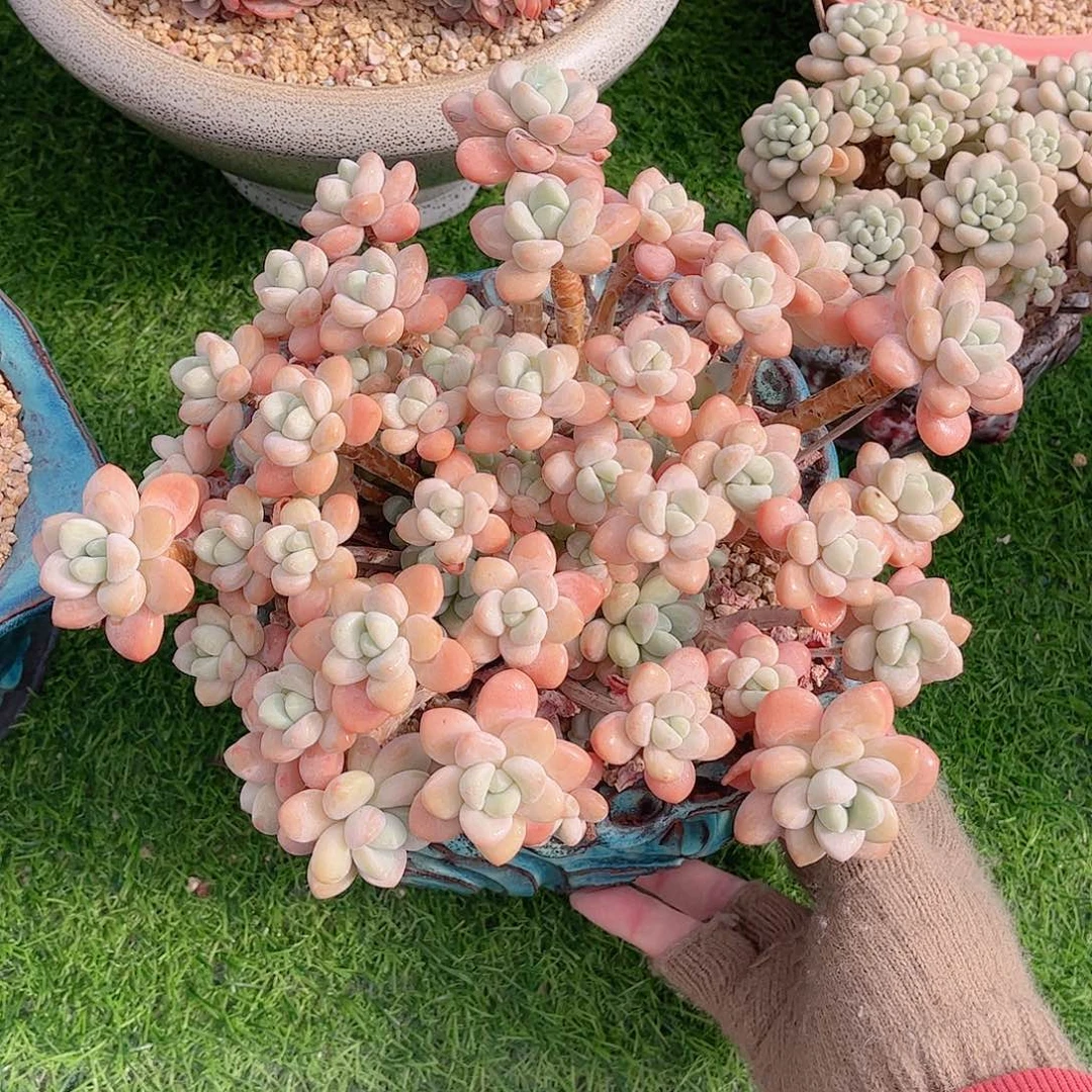 醉*天韩版香水洛神多肉