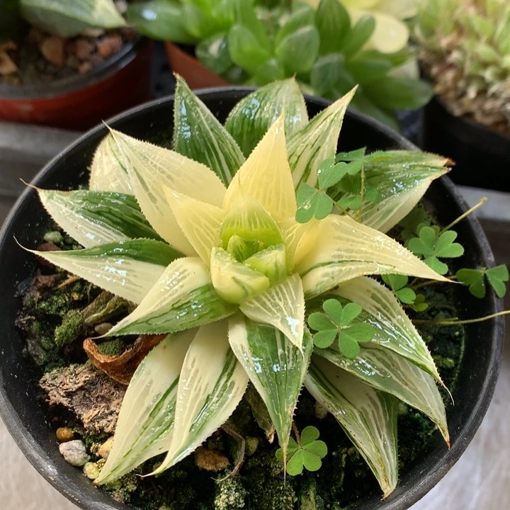 芭提雅寿锦一物一拍