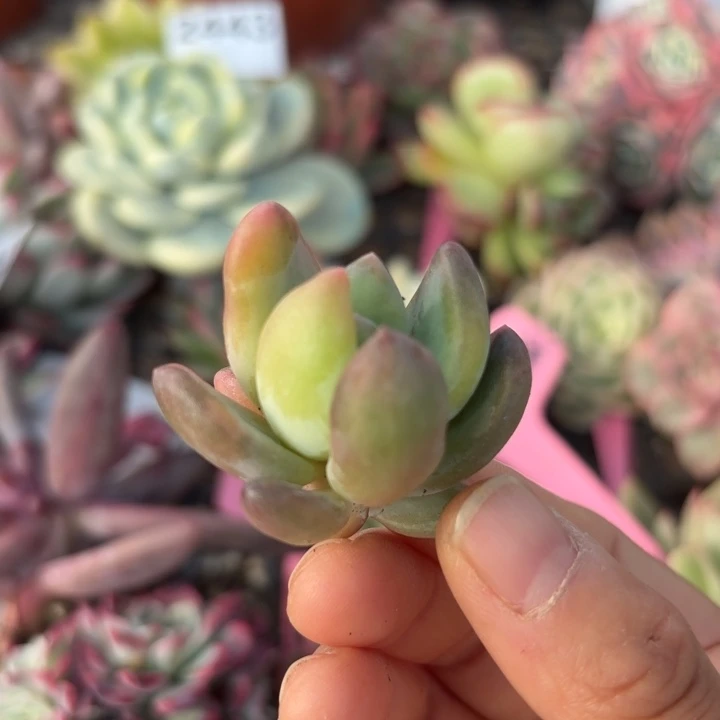 紫丽殿锦多肉植物