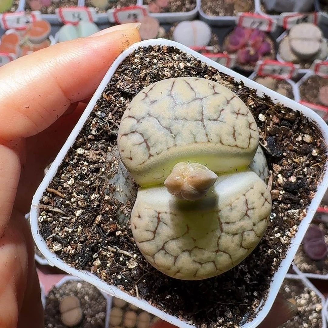 生石花23:：：。   16