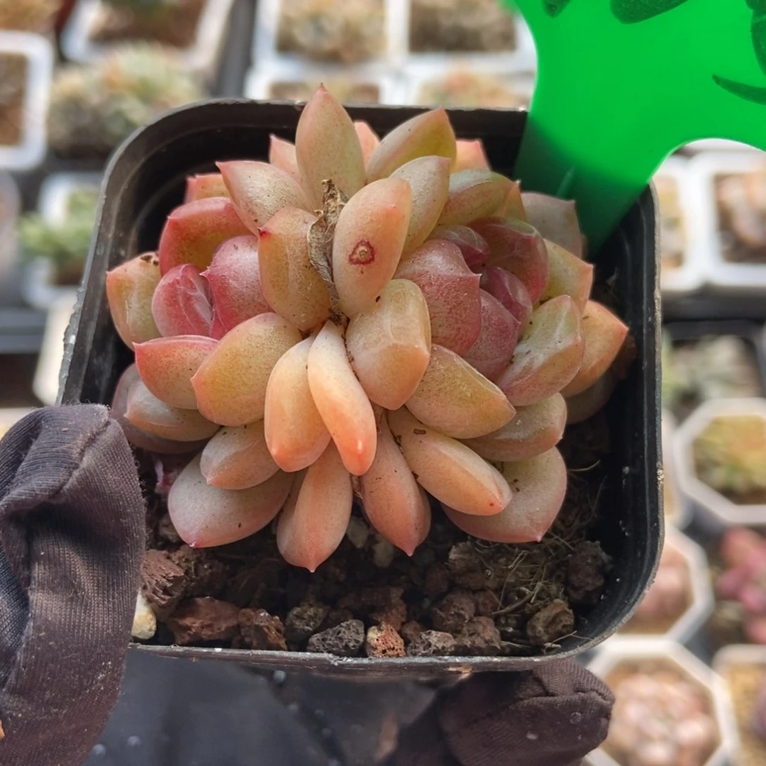 715琴心多肉植物保护