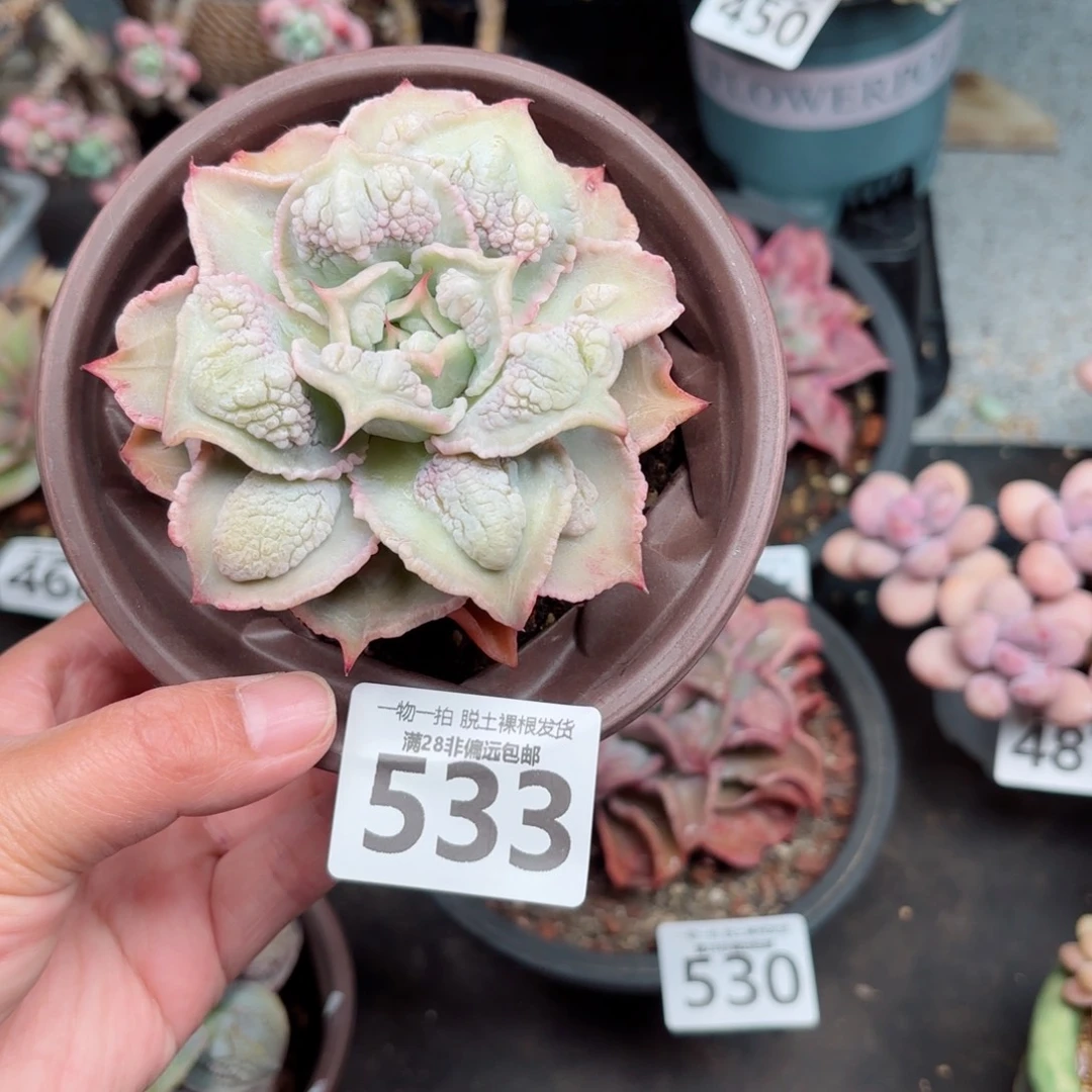 留财饺子皮无盆土发货