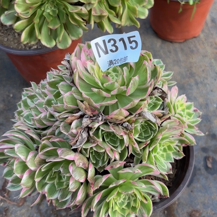 瑞妈多肉植物315.
