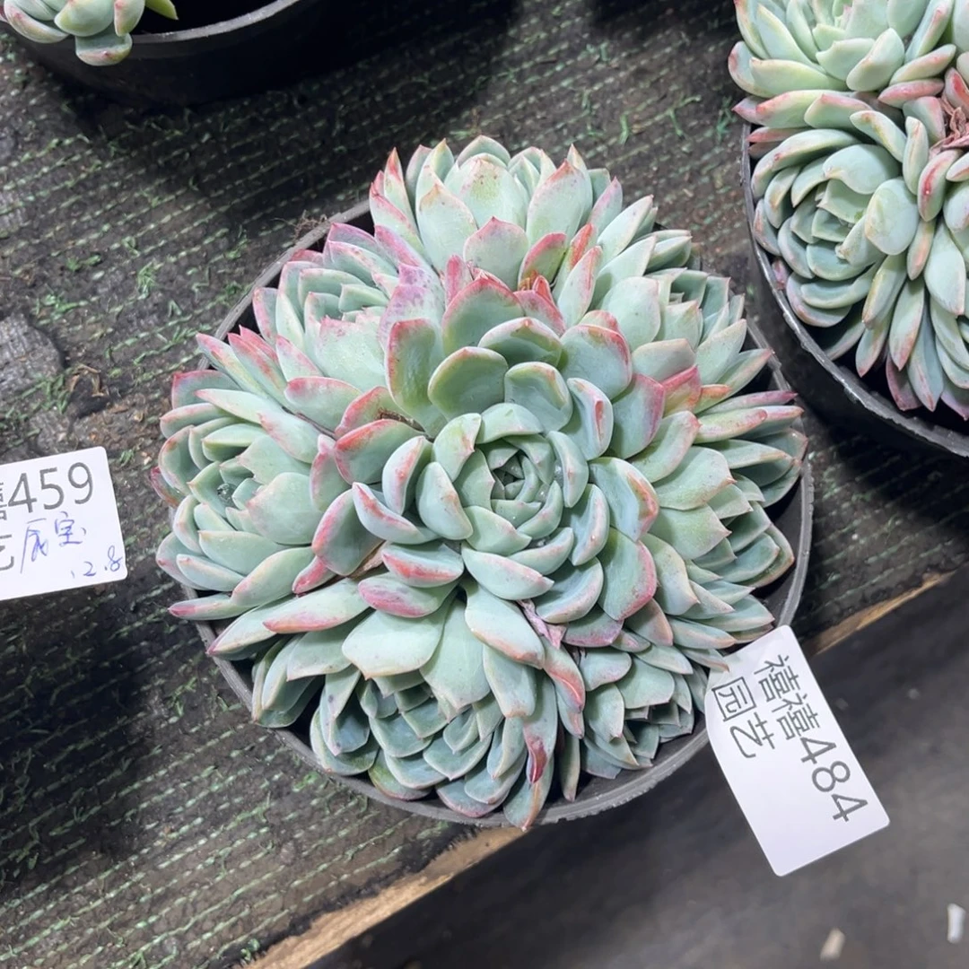 484莎莎群多肉植物