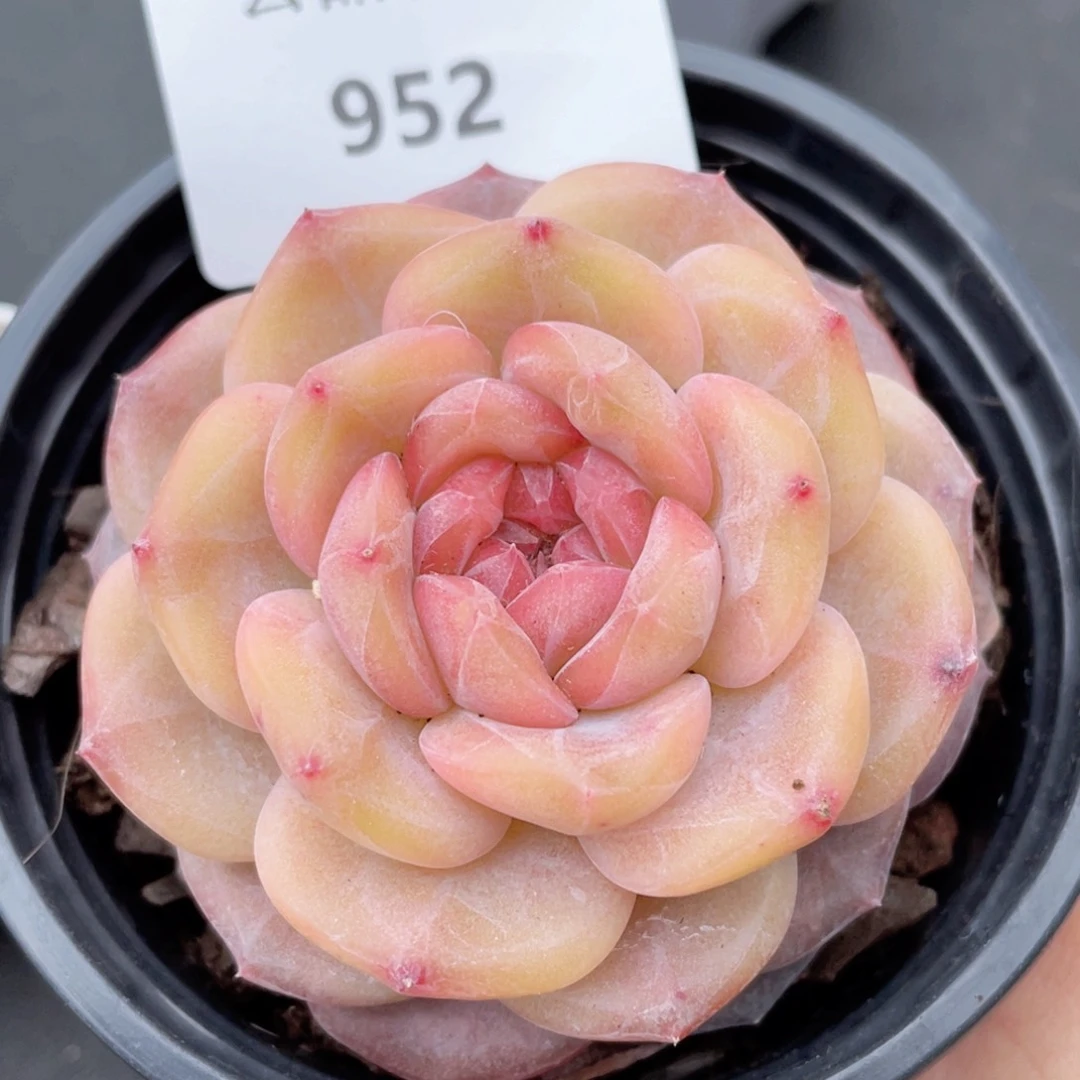 952号糖心冰心珍妮 雪芙蓉
