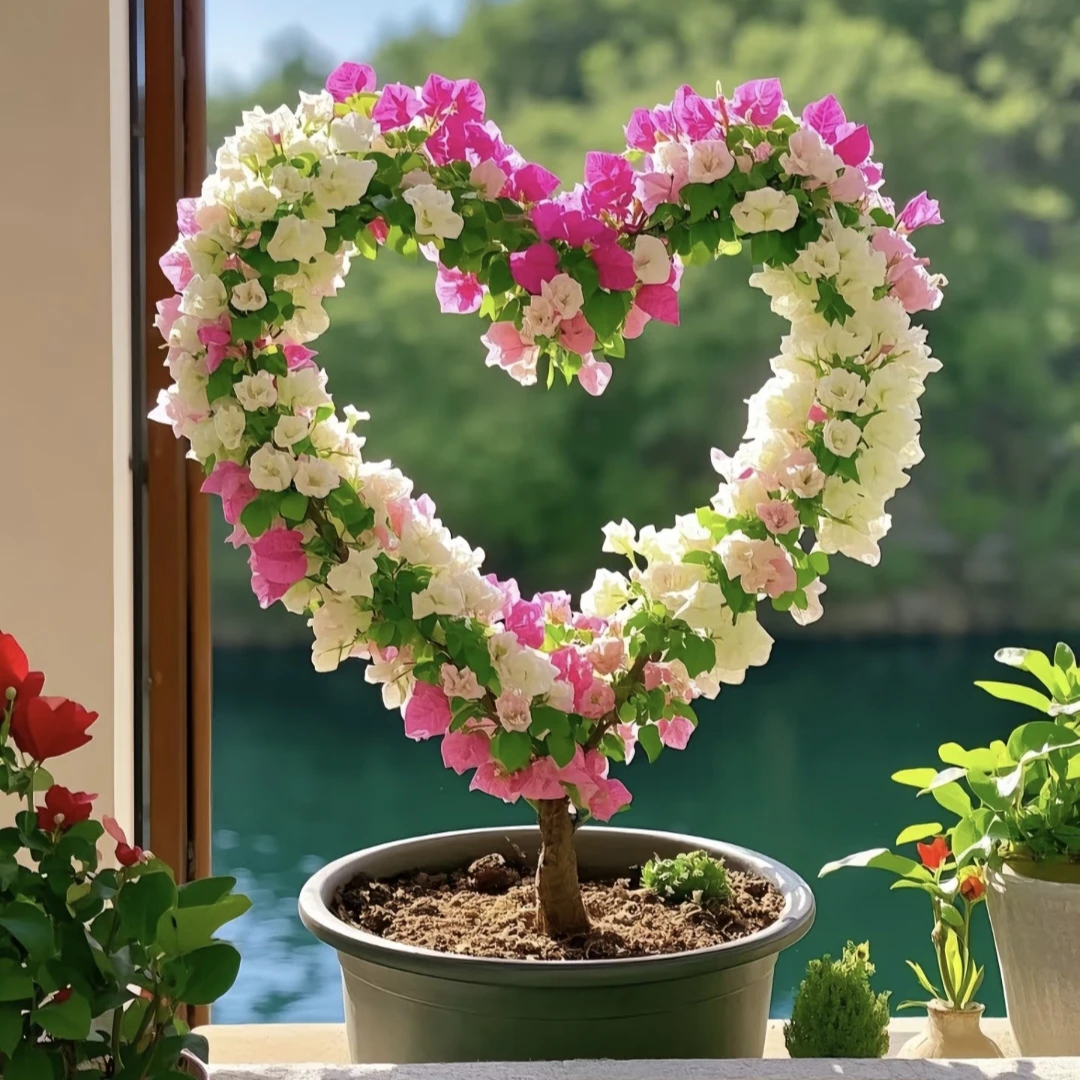 三角梅一物一拍勤花品种《快递中落花落叶属于正常介意勿拍》