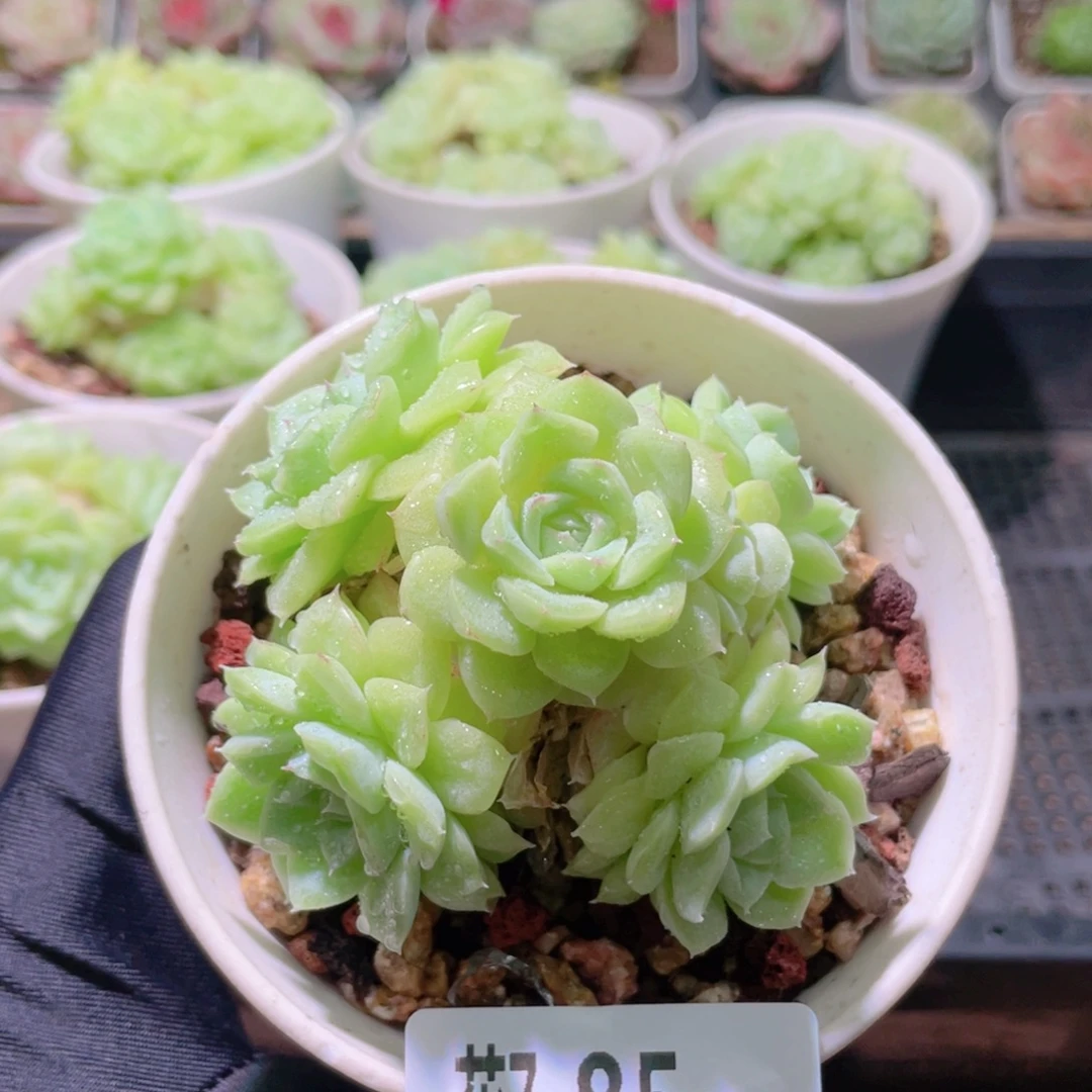 花利美7-85白天鹅