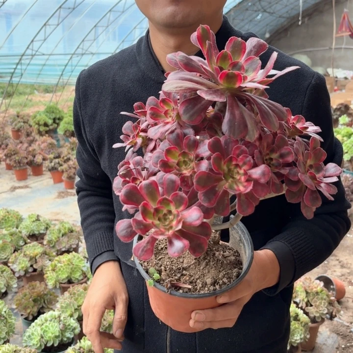 精品香奈儿好看好养