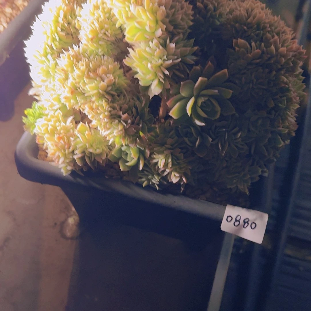 蛋*0880乔伊缀多肉植物