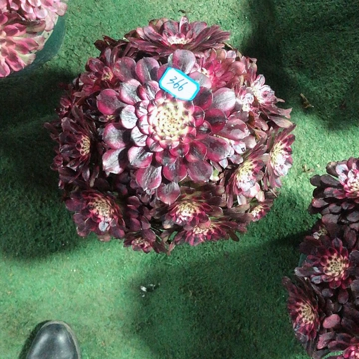 用**缘366美姬多肉法师