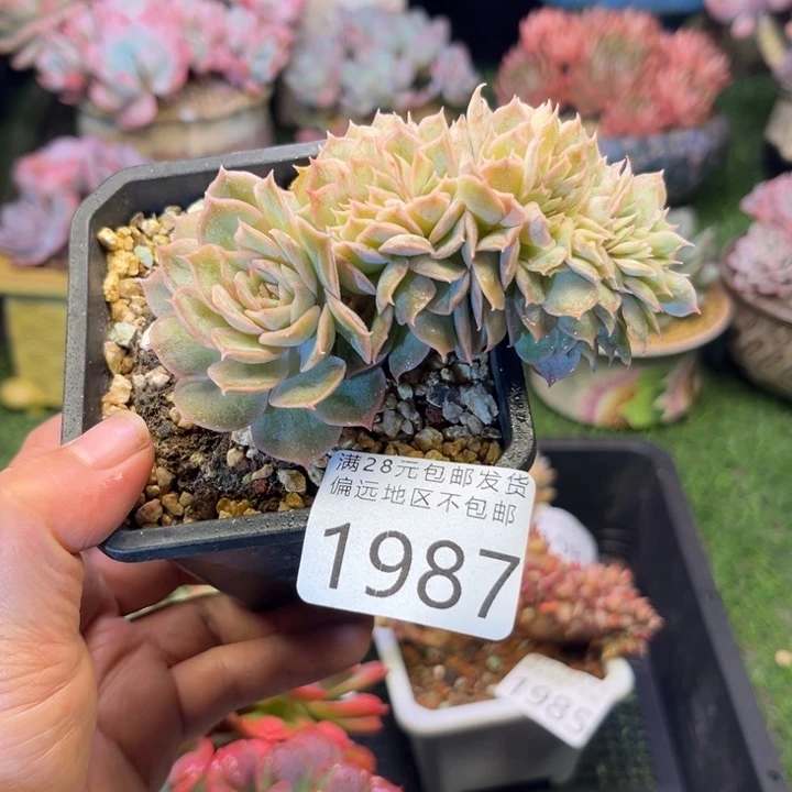 大1987:）fhchcvvvvb