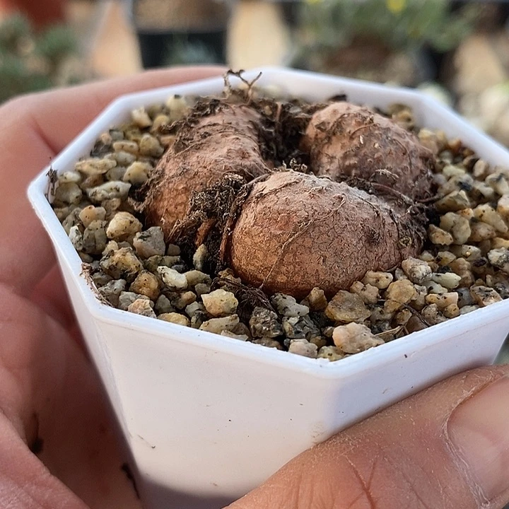 360断崖女王一一一一