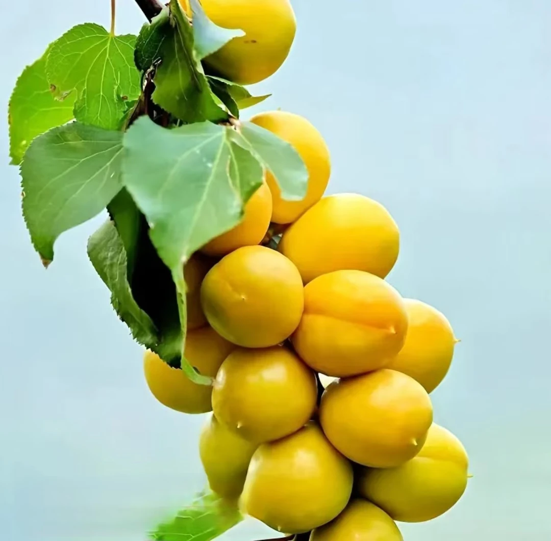 新疆轮台小白杏树上熟香甜多汁产地直发【库尔勒市融媒】