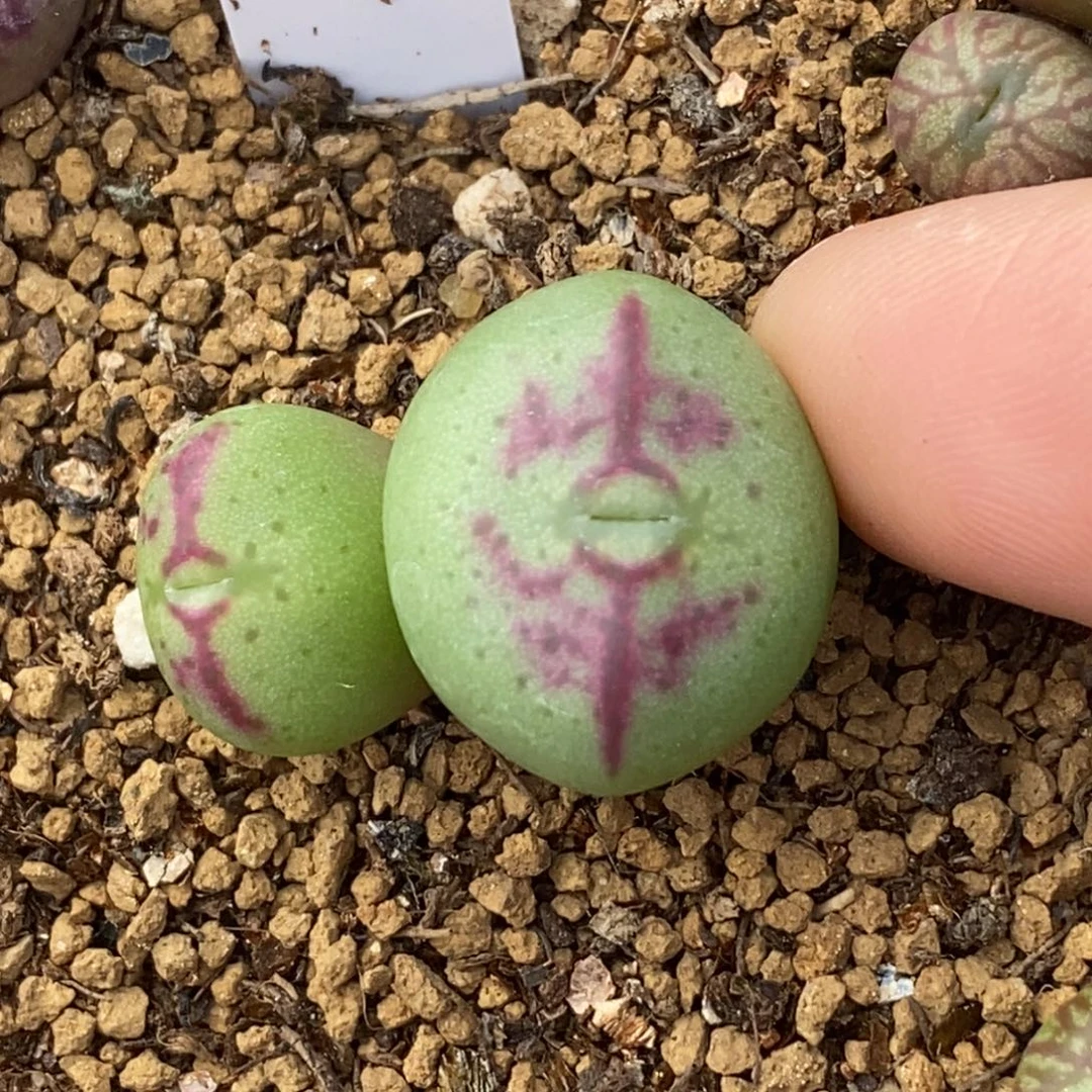 优秀杂交优秀杂交