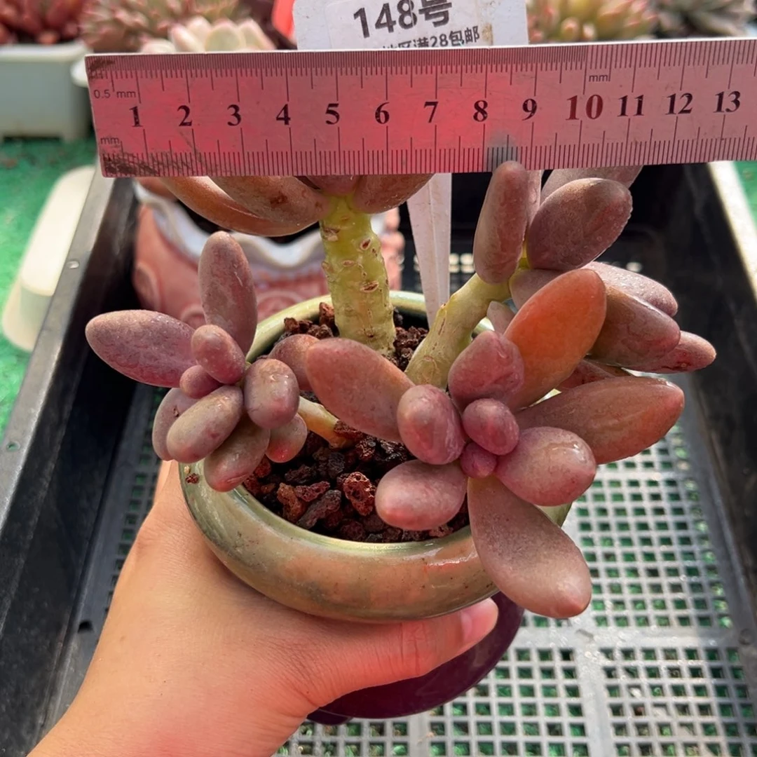 表妹精品多肉植物148.