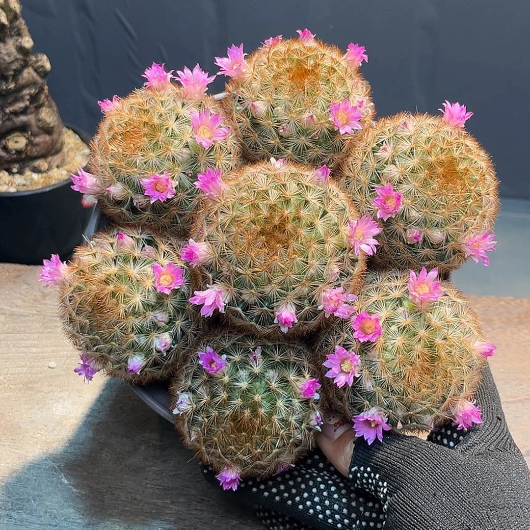 嘉文丸Zzzzzzzzzzzzzzz