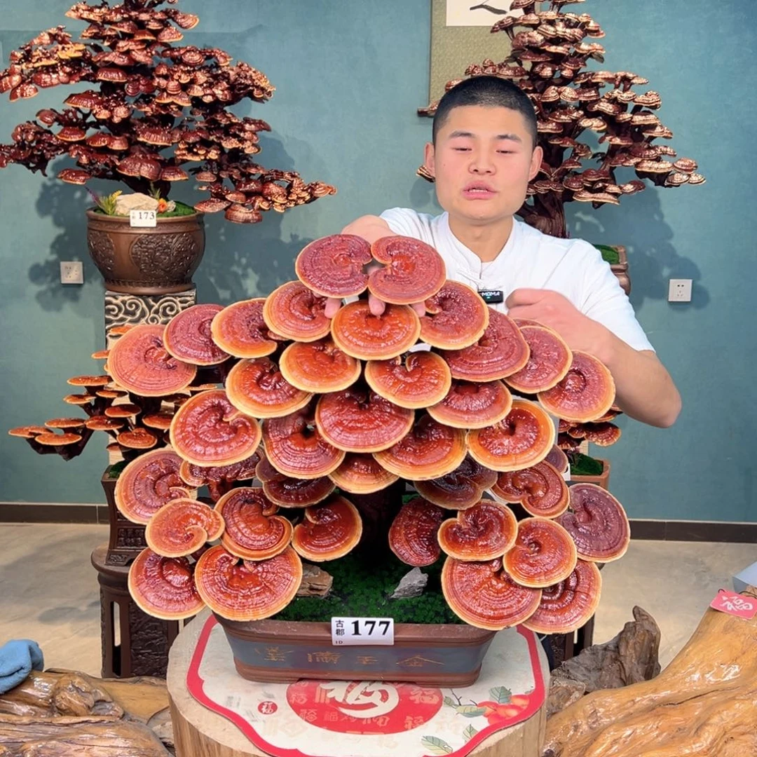 无花朵88888888888