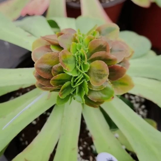糖果锦带嫁木发货