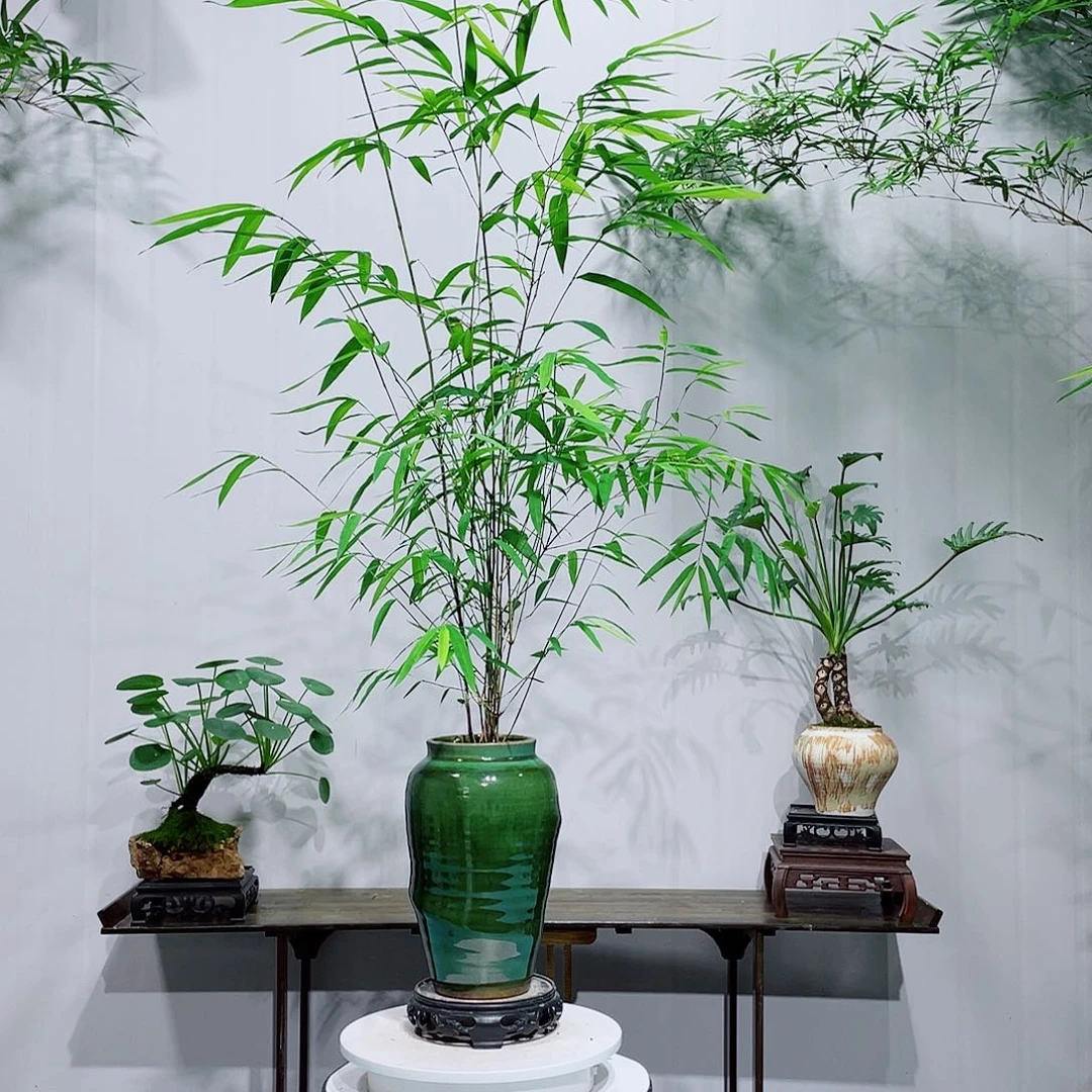 不开花植物室内好养易活的绿植盆景